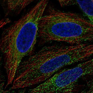 Anti-ESYT1 antibody produced in rabbit Prestige Antibodies&#174; Powered by Atlas Antibodies, affinity isolated antibody