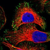 Anti-ZYX antibody produced in rabbit Prestige Antibodies&#174; Powered by Atlas Antibodies, affinity isolated antibody, buffered aqueous glycerol solution