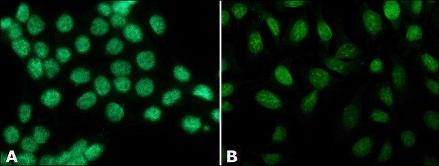 Anti-Histone H3 (N-terminal) antibody produced in rabbit affinity isolated antibody, buffered aqueous solution