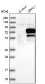 Anti-GRHL1 antibody produced in rabbit Ab2, Prestige Antibodies&#174; Powered by Atlas Antibodies, affinity isolated antibody, buffered aqueous glycerol solution
