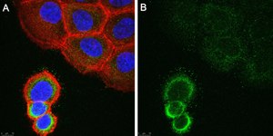 Anti-ASTN2 Antibody, clone 2E8 ZooMAb&#174; Rabbit Monoclonal recombinant, expressed in HEK 293 cells
