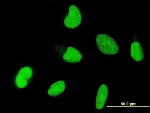 Monoclonal Anti-OTX1 antibody produced in mouse clone 1F2, purified immunoglobulin, buffered aqueous solution