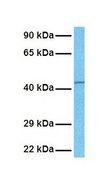 Anti-ESRRB antibody produced in rabbit affinity isolated antibody