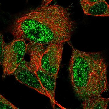 Anti-GIMAP6 antibody produced in rabbit Prestige Antibodies&#174; Powered by Atlas Antibodies, affinity isolated antibody, buffered aqueous glycerol solution