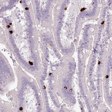 Anti-HTR3E antibody produced in rabbit Prestige Antibodies&#174; Powered by Atlas Antibodies, affinity isolated antibody, buffered aqueous glycerol solution