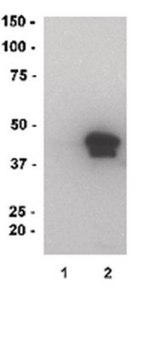 MBP, recombinant