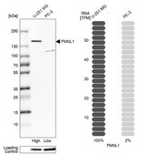 Anti-FMNL1 antibody produced in rabbit Prestige Antibodies&#174; Powered by Atlas Antibodies, affinity isolated antibody, buffered aqueous glycerol solution