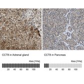 Anti-CCT8 antibody produced in rabbit Prestige Antibodies&#174; Powered by Atlas Antibodies, affinity isolated antibody, buffered aqueous glycerol solution