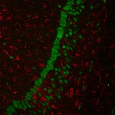 Anti-Rabbit IgG (H+L), highly cross-adsorbed, CF&#8482; 680 antibody produced in goat ~2&#160;mg/mL, affinity isolated antibody