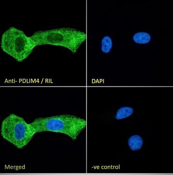 Anti-PDLIM4/RIL antibody produced in goat affinity isolated antibody, buffered aqueous solution