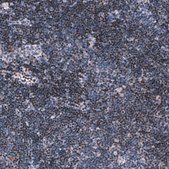 Monoclonal Anti-Pax5 Antibody Produced In Mouse Prestige Antibodies&#174; Powered by Atlas Antibodies, clone CL14550, affinity isolated antibody, buffered aqueous glycerol solution