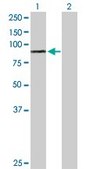 Anti-PRLR antibody produced in rabbit purified immunoglobulin, buffered aqueous solution