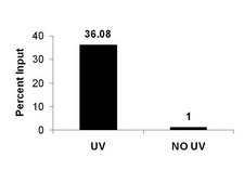ChIPAb+ Trimethyl-Histone H3 (Lys4) - ChIP Validated Antibody and Primer Set, rabbit monoclonal from rabbit