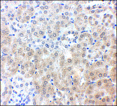 Anti-NPC1 antibody produced in rabbit affinity isolated antibody, buffered aqueous solution