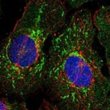Anti-EIF4E2 antibody produced in rabbit Prestige Antibodies&#174; Powered by Atlas Antibodies, affinity isolated antibody, buffered aqueous glycerol solution