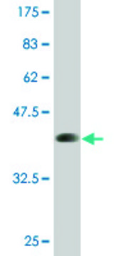 Monoclonal Anti-MYF6, (N-terminal) antibody produced in mouse clone 1H3, purified immunoglobulin, buffered aqueous solution