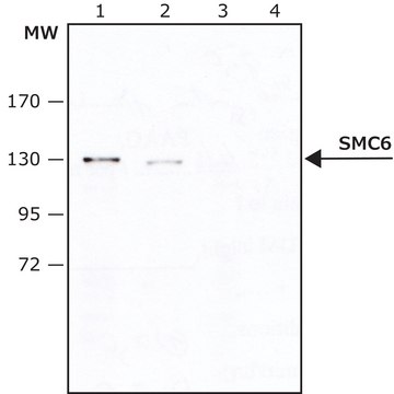 Anti-SMC6 antibody produced in rabbit IgG fraction of antiserum, buffered aqueous solution