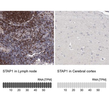 Anti-STAP1 antibody produced in rabbit Prestige Antibodies&#174; Powered by Atlas Antibodies, affinity isolated antibody, buffered aqueous glycerol solution