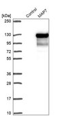 Anti-MAP7 antibody produced in rabbit Prestige Antibodies&#174; Powered by Atlas Antibodies, affinity isolated antibody, buffered aqueous glycerol solution, ab1
