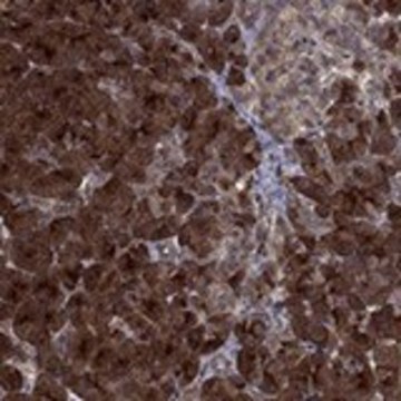 Anti-TMEM33 antibody produced in rabbit Prestige Antibodies&#174; Powered by Atlas Antibodies, affinity isolated antibody, buffered aqueous glycerol solution