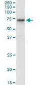 Monoclonal Anti-HEXA antibody produced in mouse clone 3D1, purified immunoglobulin, buffered aqueous solution