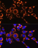 Anti-IDH2 antibody produced in rabbit