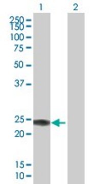 Anti-IFNA14 antibody produced in mouse purified immunoglobulin, buffered aqueous solution