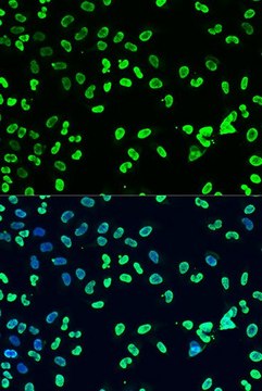 Anti-DiMethyl-DNMT3A-K44 antibody produced in rabbit