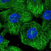 Anti-MEGF6 antibody produced in rabbit Prestige Antibodies&#174; Powered by Atlas Antibodies, affinity isolated antibody, buffered aqueous glycerol solution