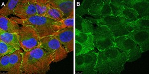 Anti-PARD-3 Antibody, clone 1N18 ZooMAb&#174; Rabbit Monoclonal recombinant, expressed in HEK 293 cells