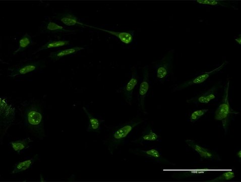 Monoclonal Anti-SUMO3 antibody produced in mouse clone 4B9, purified immunoglobulin, buffered aqueous solution