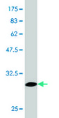 Monoclonal Anti-ADRA1A, (N-terminal) antibody produced in mouse clone 5G8, purified immunoglobulin, buffered aqueous solution