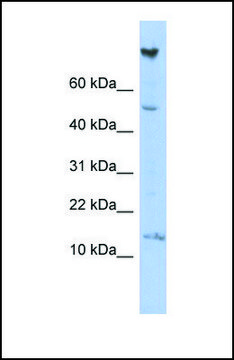 Anti-NRARP antibody produced in rabbit affinity isolated antibody