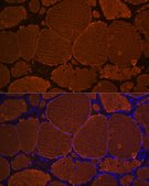 Anti-Thyroglobulin Antibody, clone 3I10H1, Rabbit Monoclonal