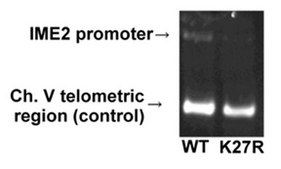 Anti-acetyl-Histone H3 (Lys27) Antibody serum, Upstate&#174;