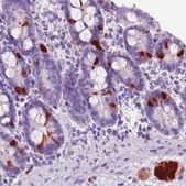 Monoclonal Anti-SCGN antibody produced in mouse Prestige Antibodies&#174; Powered by Atlas Antibodies, clone CL0271, purified immunoglobulin, buffered aqueous glycerol solution