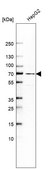Anti-PRODH2 antibody produced in rabbit Prestige Antibodies&#174; Powered by Atlas Antibodies, affinity isolated antibody, buffered aqueous glycerol solution
