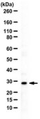 Anti-TREM-2 from rabbit, purified by affinity chromatography