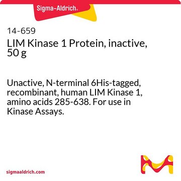 LIM Kinase 1 Protein, inactive, 50 g Unactive, N-terminal 6His-tagged, recombinant, human LIM Kinase 1, amino acids 285-638. For use in Kinase Assays.