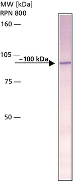 Anti-Amyloid Precursor Protein, N-Terminal antibody produced in rabbit IgG fraction of antiserum, buffered aqueous solution