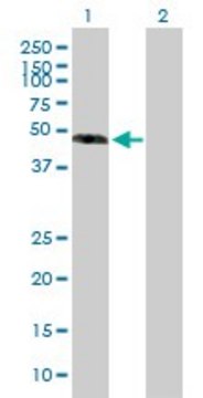 Anti-EFEMP1 antibody produced in mouse purified immunoglobulin, buffered aqueous solution