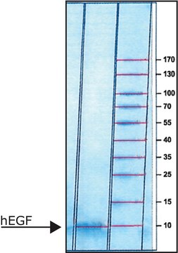 hEGF EGF, recombinant, expressed in E. coli, lyophilized powder, suitable for cell culture