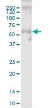 Anti-WFIKKN2 antibody produced in mouse purified immunoglobulin, buffered aqueous solution