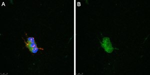 Anti-pan-Na+ Channel Antibody, clone 4B8 ZooMAb&#174; Rabbit Monoclonal recombinant, expressed in HEK 293 cells