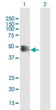 Anti-IFNAR2 antibody produced in mouse purified immunoglobulin, buffered aqueous solution