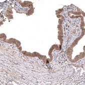 Monoclonal Anti-Wnt5A Antibody Produced In Mouse Prestige Antibodies&#174; Powered by Atlas Antibodies, clone CL13683, affinity isolated antibody, buffered aqueous glycerol solution