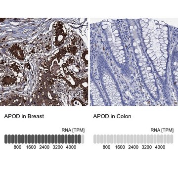 Anti-APOD antibody produced in rabbit Prestige Antibodies&#174; Powered by Atlas Antibodies, affinity isolated antibody