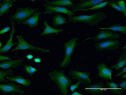 Anti-FMO3 antibody produced in mouse purified immunoglobulin, buffered aqueous solution