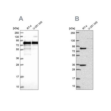 Anti-CLINT1 antibody produced in rabbit Prestige Antibodies&#174; Powered by Atlas Antibodies, affinity isolated antibody, buffered aqueous glycerol solution