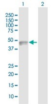 Anti-CADM3 antibody produced in rabbit purified immunoglobulin, buffered aqueous solution